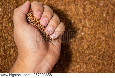 Selected Buckwheat. Groats On A White Table. Hand Holds Buckwheat. A Pinch Of Groats. Buckwheat On A
