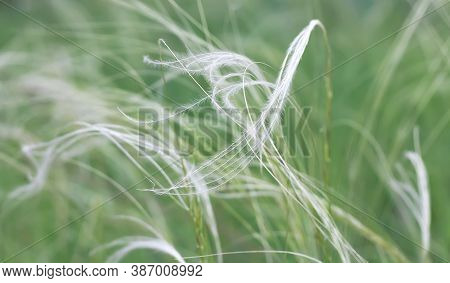 Nature Background With Feather Grass In Dew, Morning View, Close Up, Selective Focus