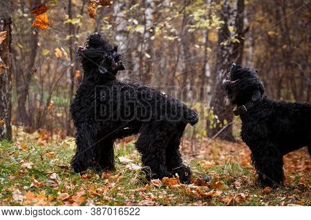 Two Large Black Dogs Of The Russian Black Terrier Breed, A Large And Formidable Dog, Bred By Soviet 