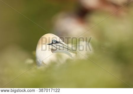 Portrait Of Nothern Gannet Sitting On The Nest With Beautiful Green Plant Bakground, Helgoland, Germ