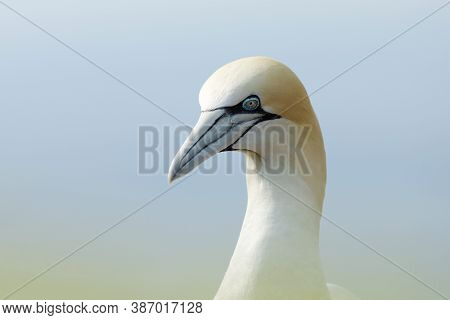 Northern Gannet, Detail Head Portrait Of Sea Bird, Dark Blue Sea On Background, Wildlife (sula Bassa