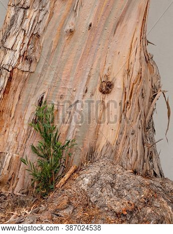 The Bark Of A Eucalyptus Tree, With A Ssmall Tree Sprouingt At The Base - Texture Or Background Illu