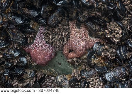 Tide Pool Animals: Sea Star, Clams And Echinoderms Underwater In The Pacific Coast, California, Usa
