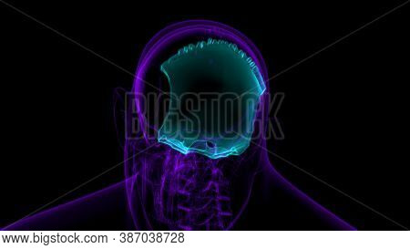 Human Skeleton Skull Occipital Bone Anatomy For Medical Concept