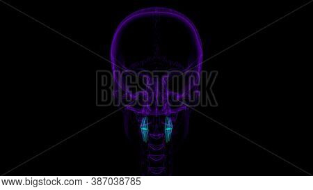 Human Teeth Premolars Anatomy 3D Illustration