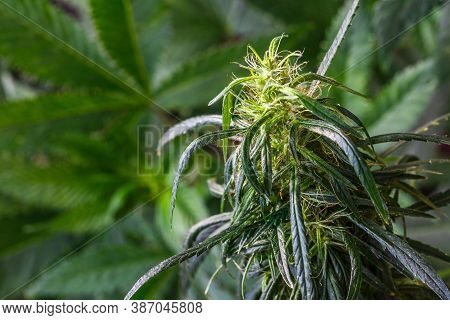 Sugar Trichomes Cbd Thc, Concepts Of Grow And Use Of Marijuana For Medicinal Purposes.cannabis Trich