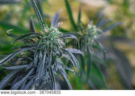 Sugar Trichomes Cbd Thc, Concepts Of Grow And Use Of Marijuana For Medicinal Purposes.cannabis Trich