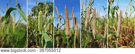 Pearl Millet Growing Up Photo Series Or Time Lapse