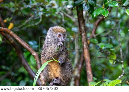 A Bamboo Lemur With A Blade Of Grass On A Branch