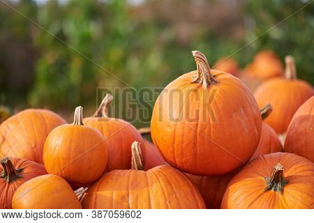 Orange halloween pumpkins on stack of hay or straw in sunny day, fall display
