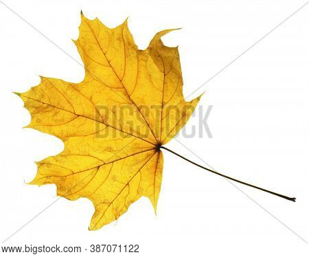 autumn maple leaf closeup object in details, bright and colorful, white background isolated, macro photo, depth of field entire object