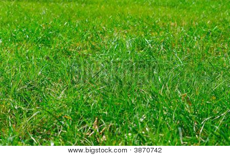 Herbe verte