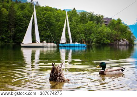 Ducks On A Lake In Slovenia With Sailboats In The Background