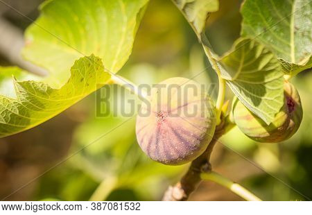 Fig Fruit On The Tree In The Garden With Sun Lights. Horizontal Macro Photo.