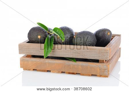 A wooden crate full of Hass Avocados on a white background with reflection. Horizontal Format.