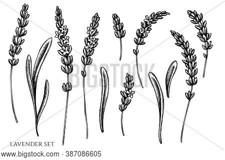 Vector Set Of Hand Drawn Black And White Lavender Stock Illustration