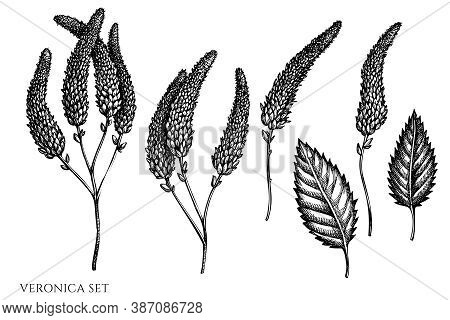 Vector Set Of Hand Drawn Black And White Veronica Stock Illustration