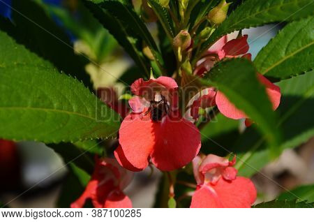 Garden Balsam, Impatiens Balsamina Linn Flower In Garden