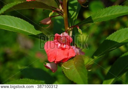 Garden Balsam, Impatiens Balsamina Linn Flower In Garden