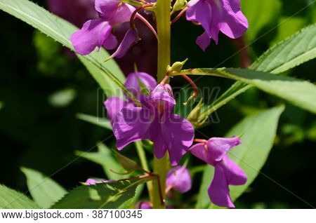 Garden Balsam, Impatiens Balsamina Linn Flower In Garden