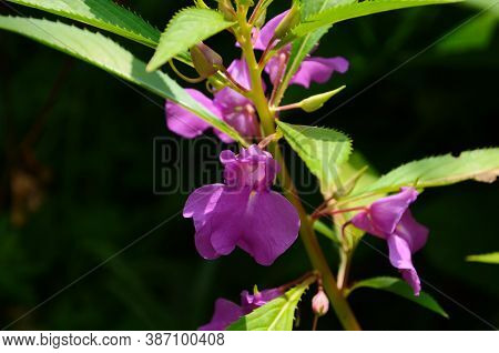 Garden Balsam, Impatiens Balsamina Linn Flower In Garden