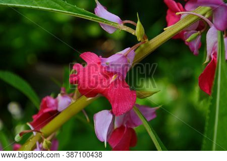 Garden Balsam, Impatiens Balsamina Linn Flower In Garden