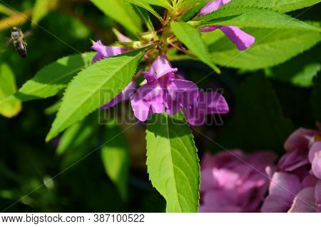 Garden Balsam, Impatiens Balsamina Linn Flower In Garden