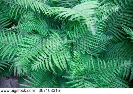 Fern Leaves. Solid Background Of Green Fern. Texture Of Tropical Plants. Nature Concept. Fern Leaf I