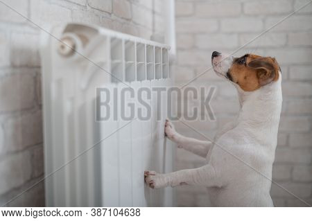 Dog Jack Russell Terrier Has Put Its Paws On The Radiator And Is Warming Up