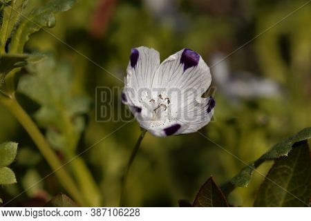 Flower Of A Fivespot, Nemophila Maculata