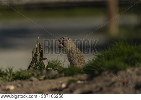 Ground Squirrel Animal In Summer Sunny Hot Morning