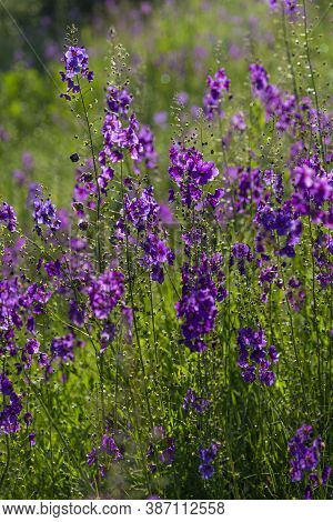Wild Blue Flowers Delphinium Elatum. Larkspur Flowers. Summer Blooming Meadow. Flowering Field In Th