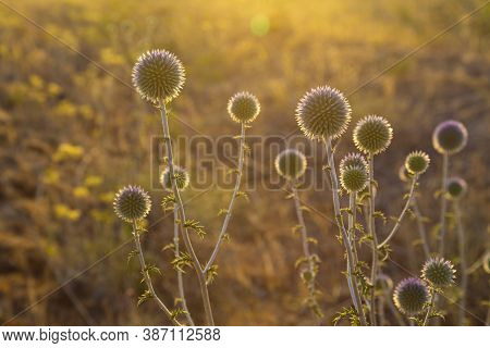 Echinops Sphaerocephalus,  Glandular Globe-thistle, Close-up, On Blurred Natural Backgdrop In Sunlig