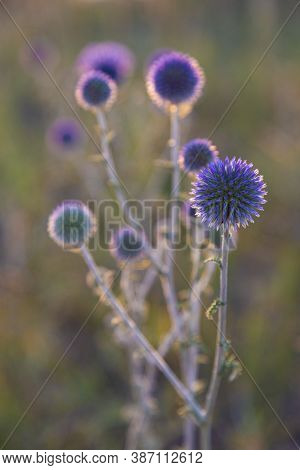 Echinops Sphaerocephalus,  Glandular Globe-thistle, Close-up, On Blurred Natural Backgdrop In Sunlig