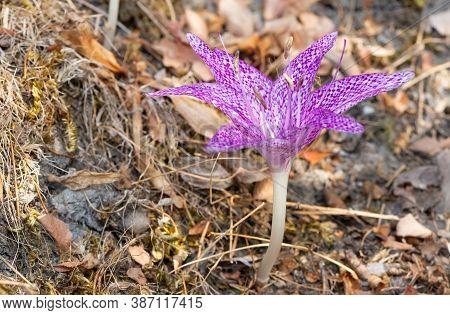 Wild Flowers, Medicinal Plants, Various Crocus Photos