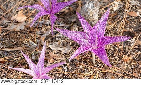 Wild Flowers, Medicinal Plants, Various Crocus Photos