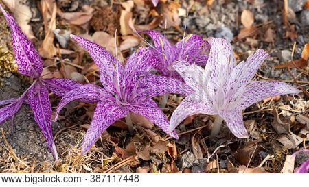 Wild Flowers, Medicinal Plants, Various Crocus Photos