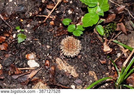 A Mature Fruit Body Of A Spring Puffball Or Lycoperdon Echinatum With Spines