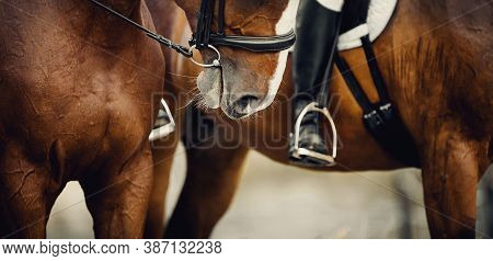Equestrian Sport.nose Sports Brown Horse In The Bridle.two Sports Horses.the Leg Of The Rider In The
