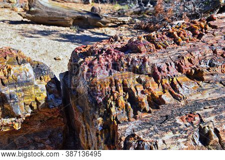 Petrified Wood Close Up, Colorful Shades Of Red, Orange, Purple, Yellow And Grey Example Of Fossiliz