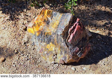 Petrified Wood Close Up, Colorful Shades Of Red, Orange, Purple, Yellow And Grey Example Of Fossiliz