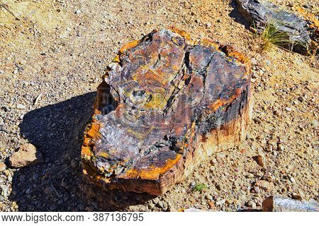 Petrified Wood Close Up, Colorful Shades Of Red, Orange, Purple, Yellow And Grey Example Of Fossiliz