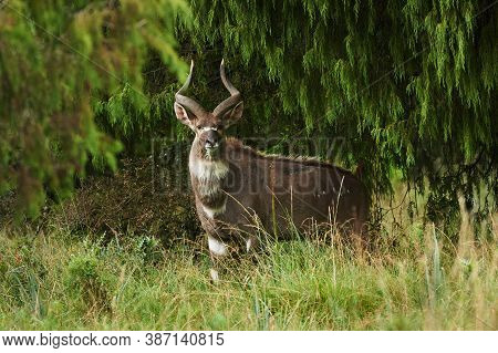 Mountain Nyala (tragelaphus Buxtoni), A Beautiful Endangered Antelope That Lives In A Small Area Of 