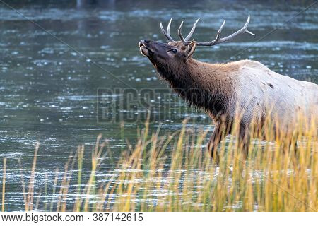 Beautiful Bull Elk Emerges And Bugles From The Madison River In Yellowstone National Park During The