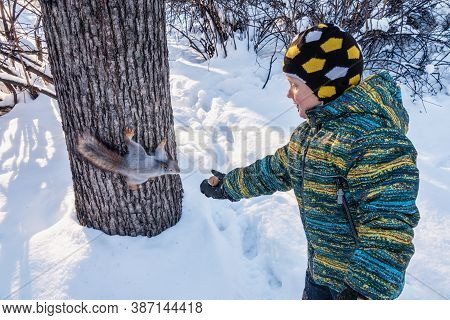 A Little Boy In Winter Feeds A Squirrel With A Nut. Cute Little Boy Feeding Squirrel At Winter Park