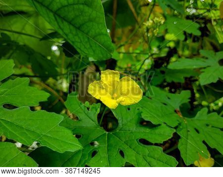 Sponge Gourd Flower Or Luffa Cylindrica Flower Angled Loofah, Luffa Acutangula