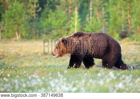 The Eurasian Brown Bear (ursus Arctos Arctos) Going In The Finnish Taiga. A Big Bear In The Morning 