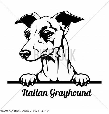 Peeking Dog - Italian Grayhound Breed - Head Isolated On White