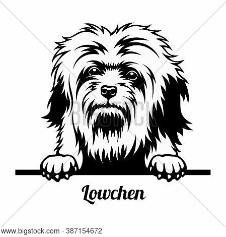 Peeking Dog - Lowchen Breed - Head Isolated On White
