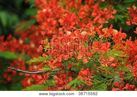 Påfugl blomster
